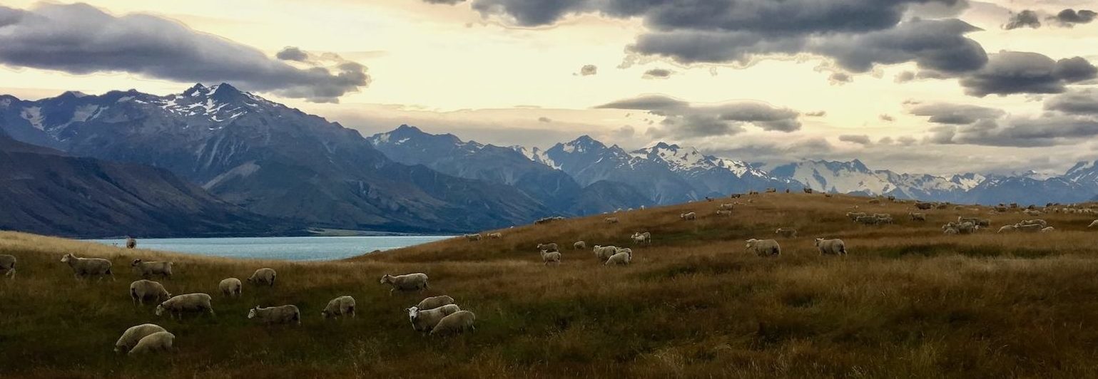 Mackenzie Basin offers landscapes unique to New Zealand