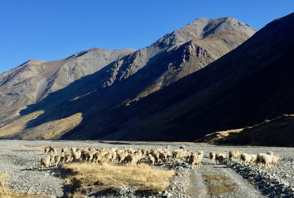 Merino sheep New Zealand 