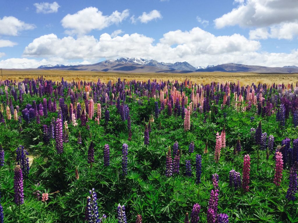 lake tekapo Lupin flowers 