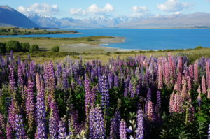 Lake Tekapo Lupins