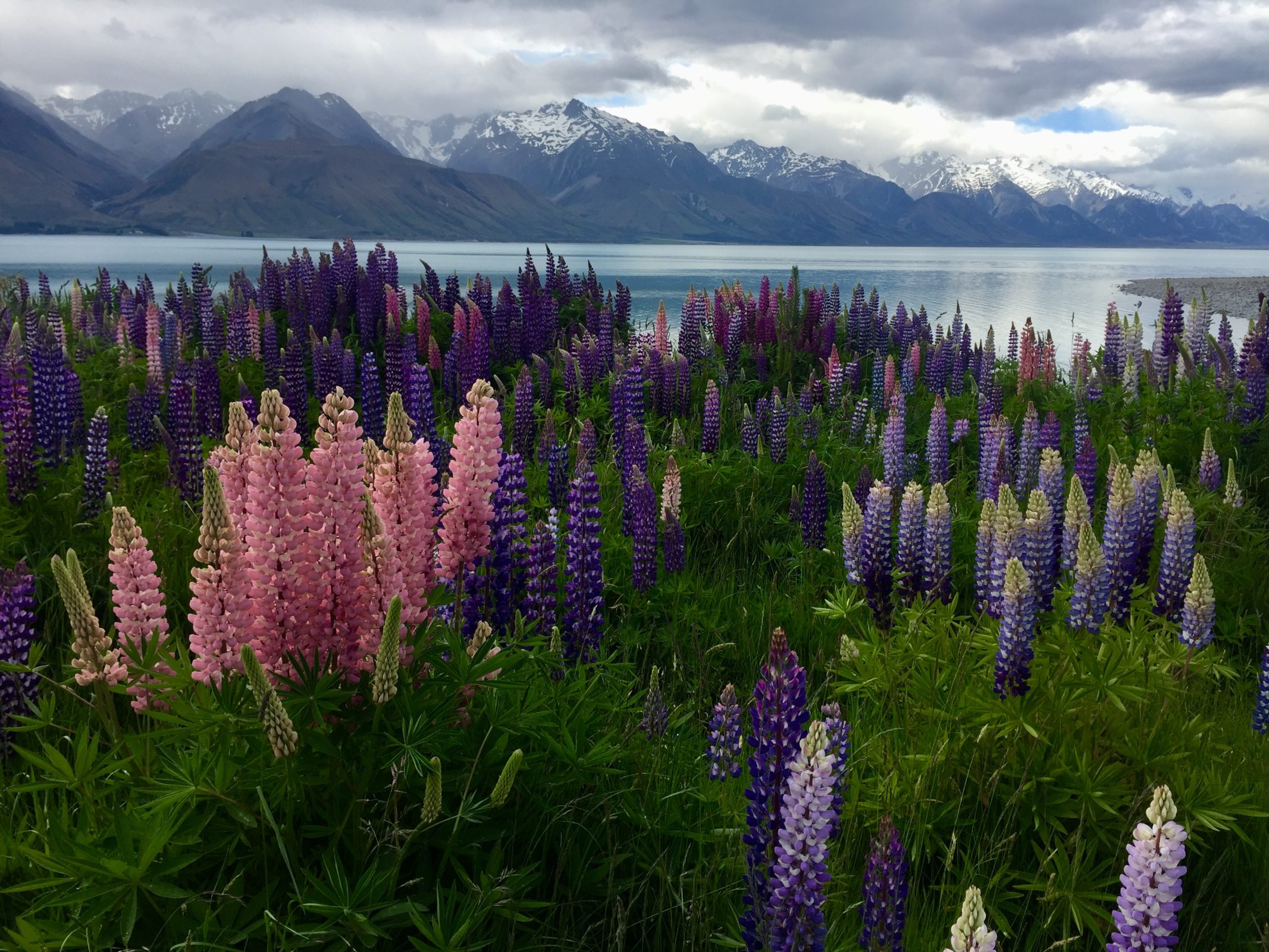 Lupin Flowers in Lake Tekapo bloom with delight come November