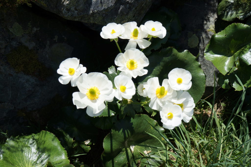 alpine flowers