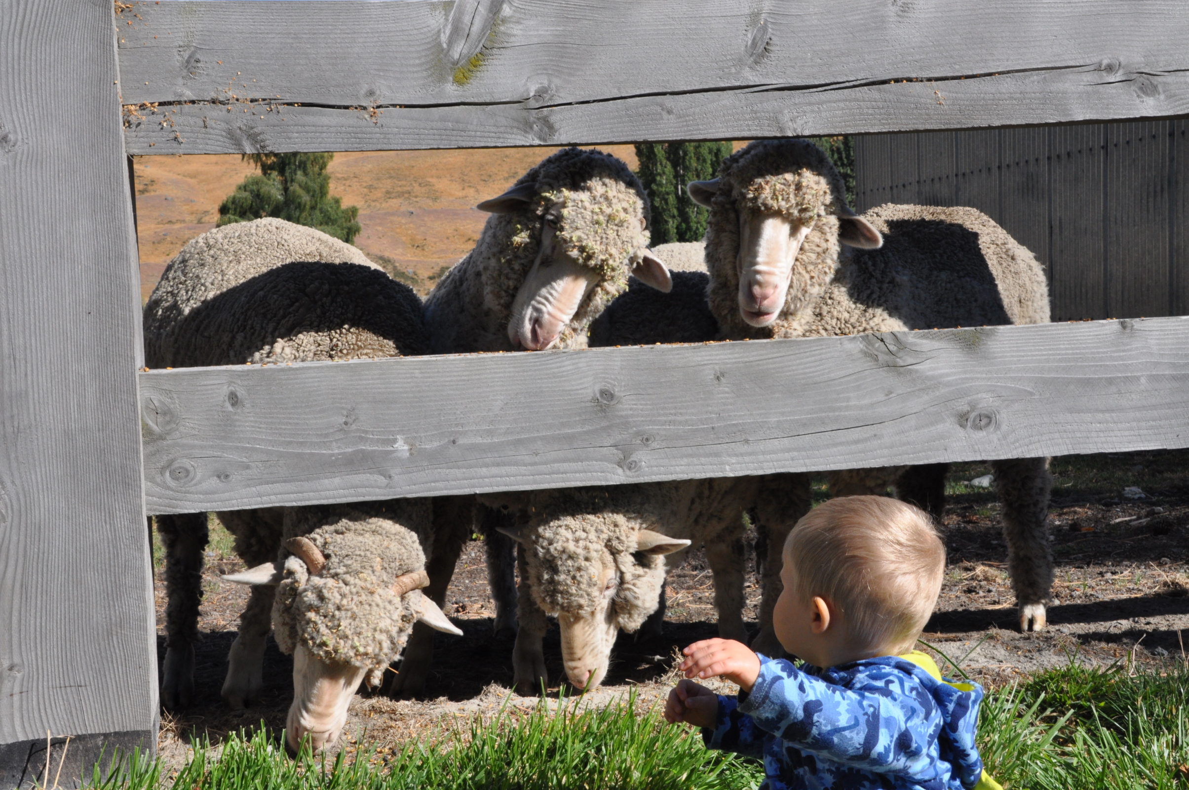 Lake Tekapo Activities and Tours for the Whole Family