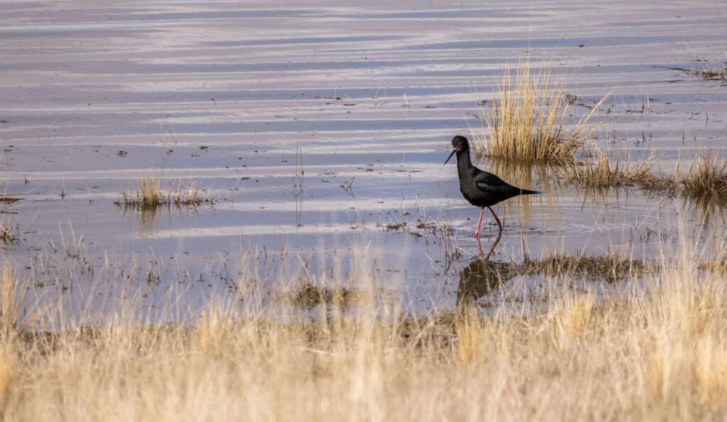 A Black Stilt - Kaki wading in the Mackenzie Country wetlands