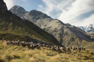 Merino sheep on a tussock hillside Tekapo Adventures