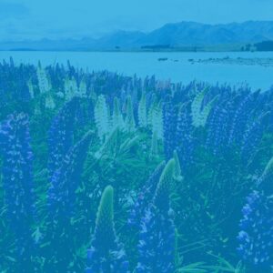 Lupin flowers with blue tint over the photo, with lake in the background