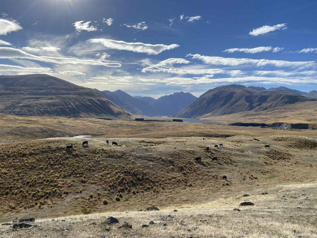 Stunning Mackenzie Basin photo on Tekapo Adventures Photography Tour