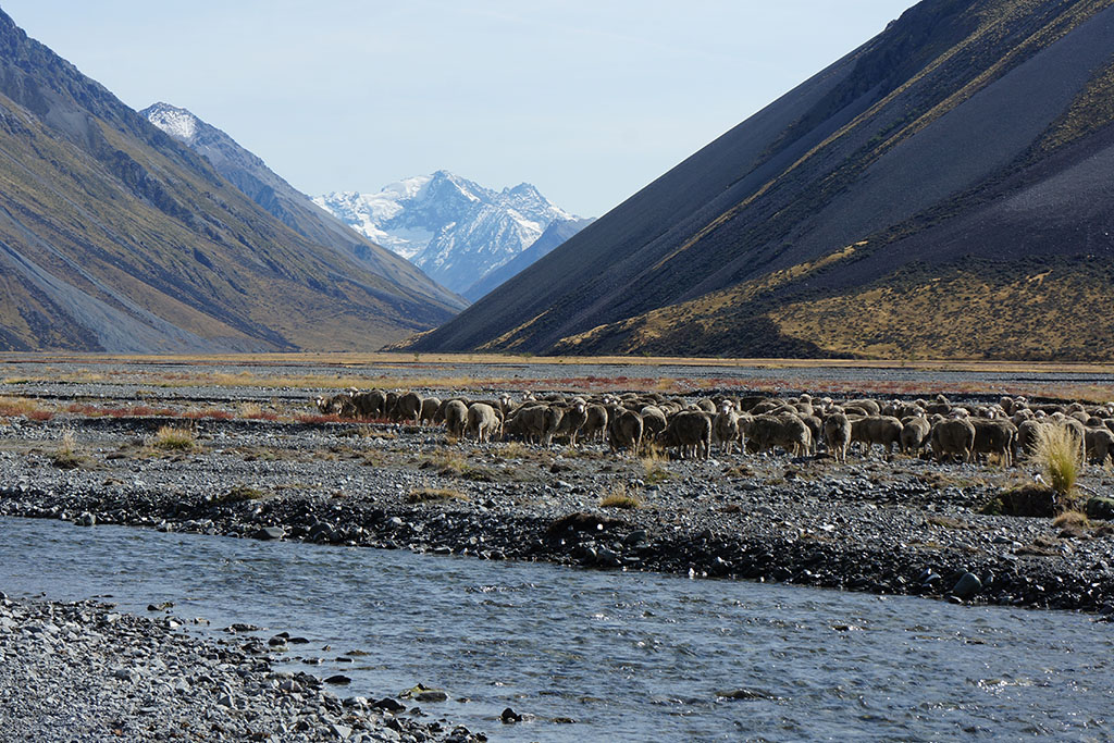 Cass Valley on Glenmore Station - braided river with merino sheep