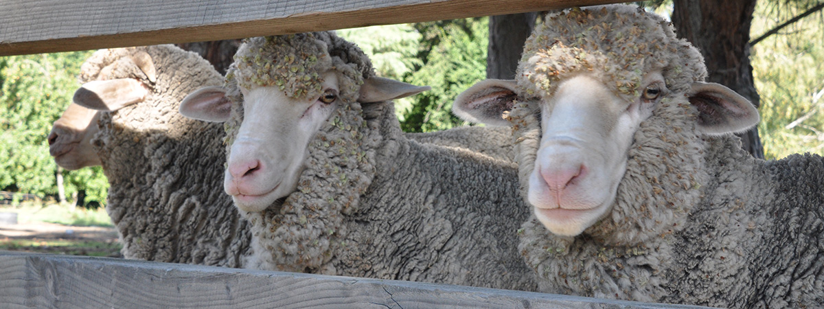 3 merino sheep behind a wooden fence