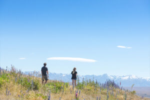 2 people hiking Mt John Summit Track among Lupins